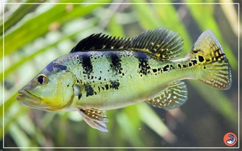 peacock bass fish|Peacock Bass – Habitat, Care, Feeding, Tank Size, Breeding.
